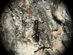 Camponotus ligniperda