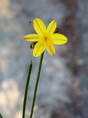 Tricoryne muricata