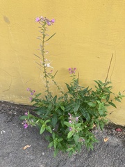 Chamaenerion angustifolium