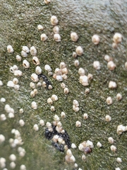 Semibalanus balanoides