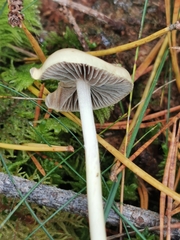 Protostropharia semiglobata