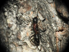 Camponotus ligniperda