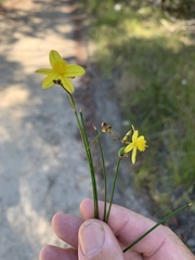 Tricoryne muricata