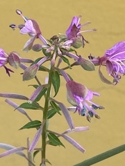 Chamaenerion angustifolium