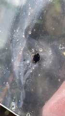 Platambus fimbriatus