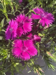 Dianthus