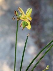 Tricoryne muricata