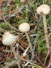 Protostropharia semiglobata