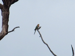 Platycercus icterotis icterotis