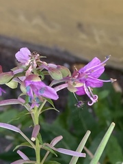 Chamaenerion angustifolium