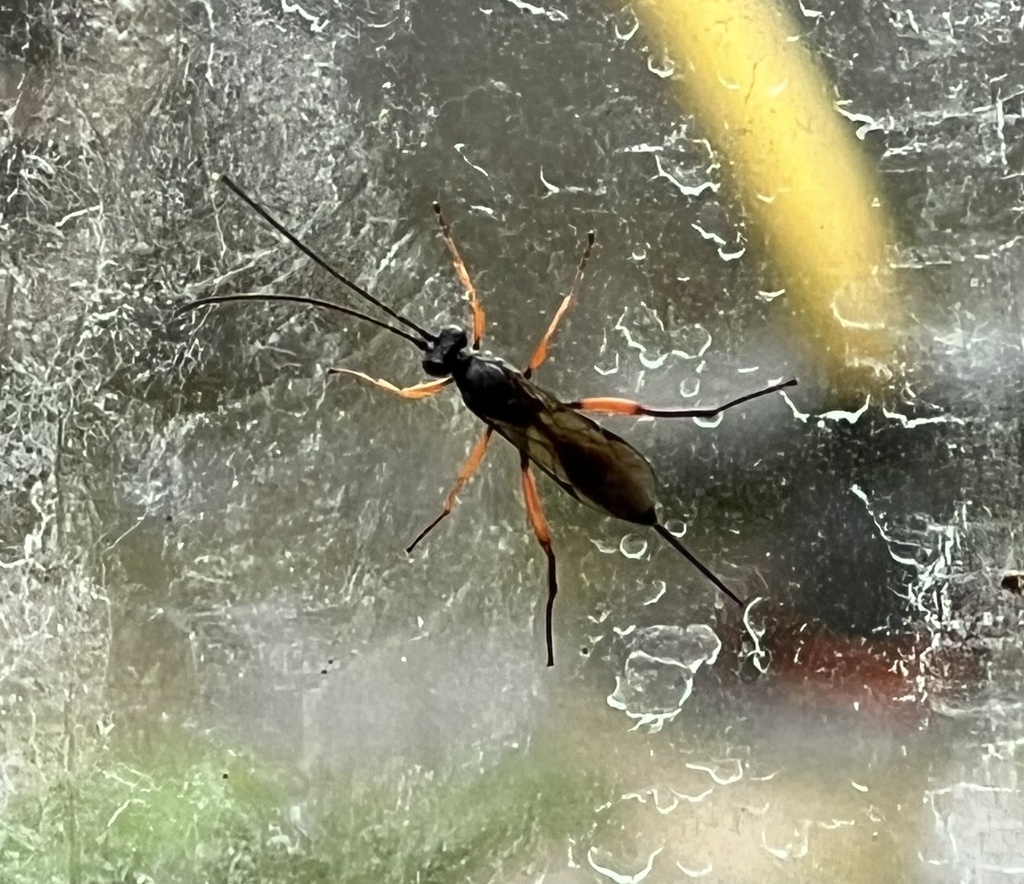 Black Slip Wasp from Pfarrhofgasse, Buchkirchen, Oberösterreich, AT on
