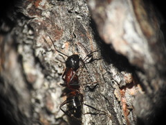 Camponotus ligniperda