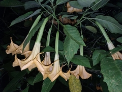Brugmansia