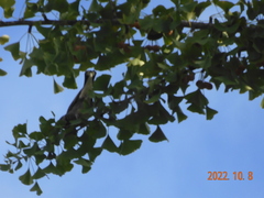 Spodiopsar cineraceus