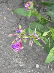 Chamaenerion angustifolium