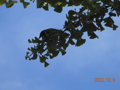 Spodiopsar cineraceus
