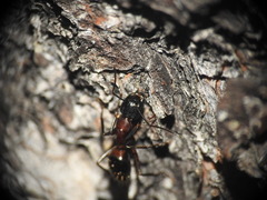 Camponotus ligniperda