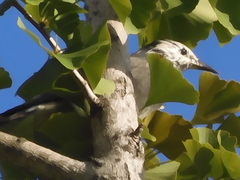 Spodiopsar cineraceus