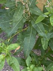 Chamaenerion angustifolium