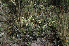 Onosma simplicissima