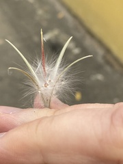 Chamaenerion angustifolium