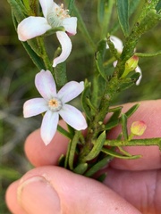 Philotheca queenslandica