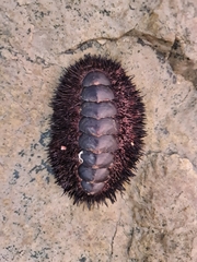 Acanthopleura spinosa