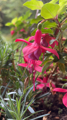 Fuchsia × hybrida