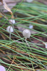 Mycena filopes