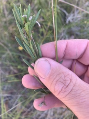 Philotheca queenslandica