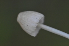 Mycena filopes
