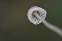 Mycena filopes
