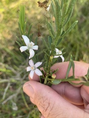 Philotheca queenslandica