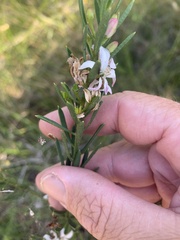 Philotheca queenslandica