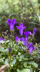 Campanula poscharskyana