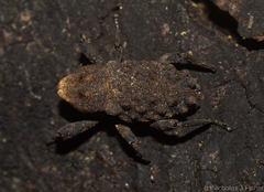 Poropterus variabilis