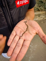 Indotyphlops braminus