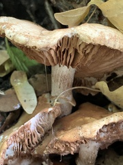 Cyclocybe aegerita