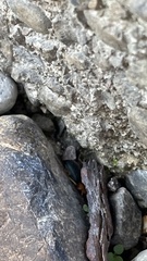 Brachinus stenoderus