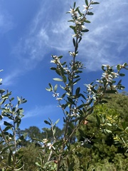 Leptospermum laevigatum