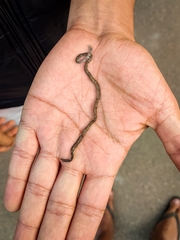 Indotyphlops braminus