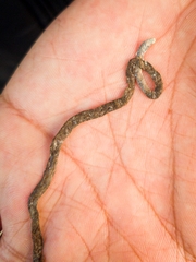 Indotyphlops braminus