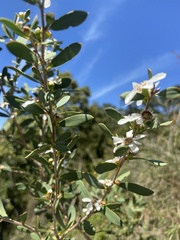 Leptospermum laevigatum