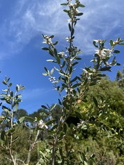 Leptospermum laevigatum