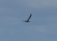 Sternula albifrons