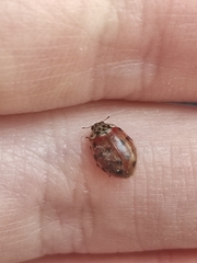 Harmonia quadripunctata