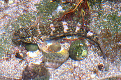 Mauligobius maderensis