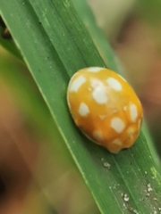 Calvia decemguttata