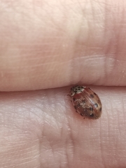 Harmonia quadripunctata