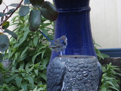 Malurus splendens splendens